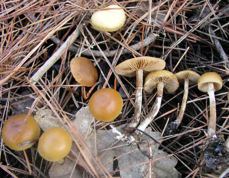 Galerina marginata???